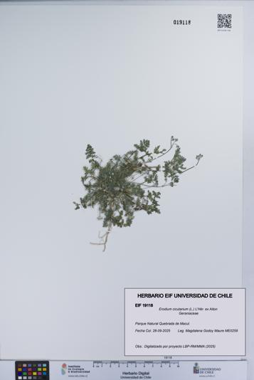 Erodium cicutarium [Espécimen: UCH:EIF:0019118]