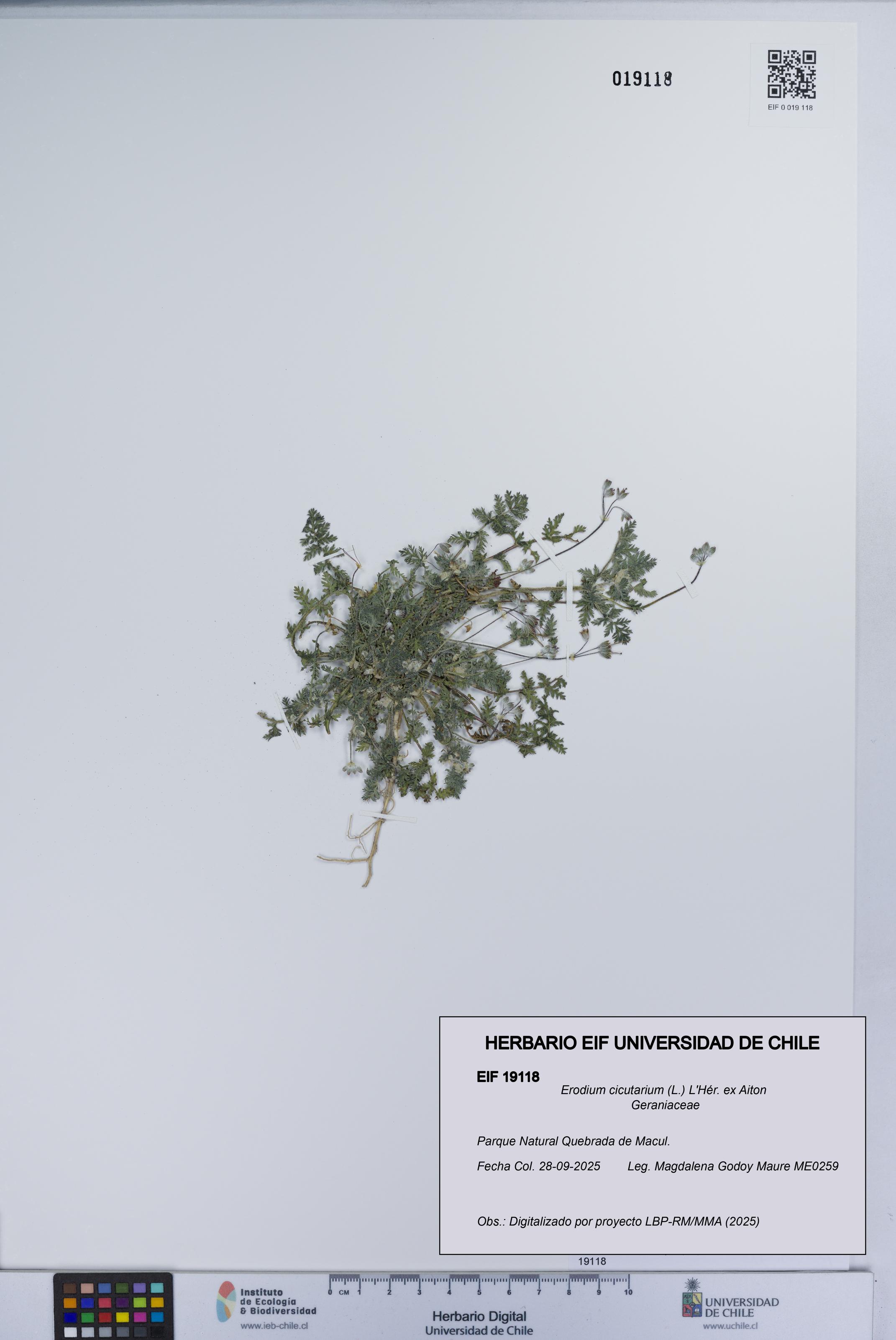 Erodium cicutarium [Espécimen: UCH:EIF:0019118]