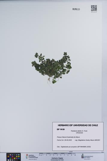 Parietaria debilis [Espécimen: UCH:EIF:0019120]