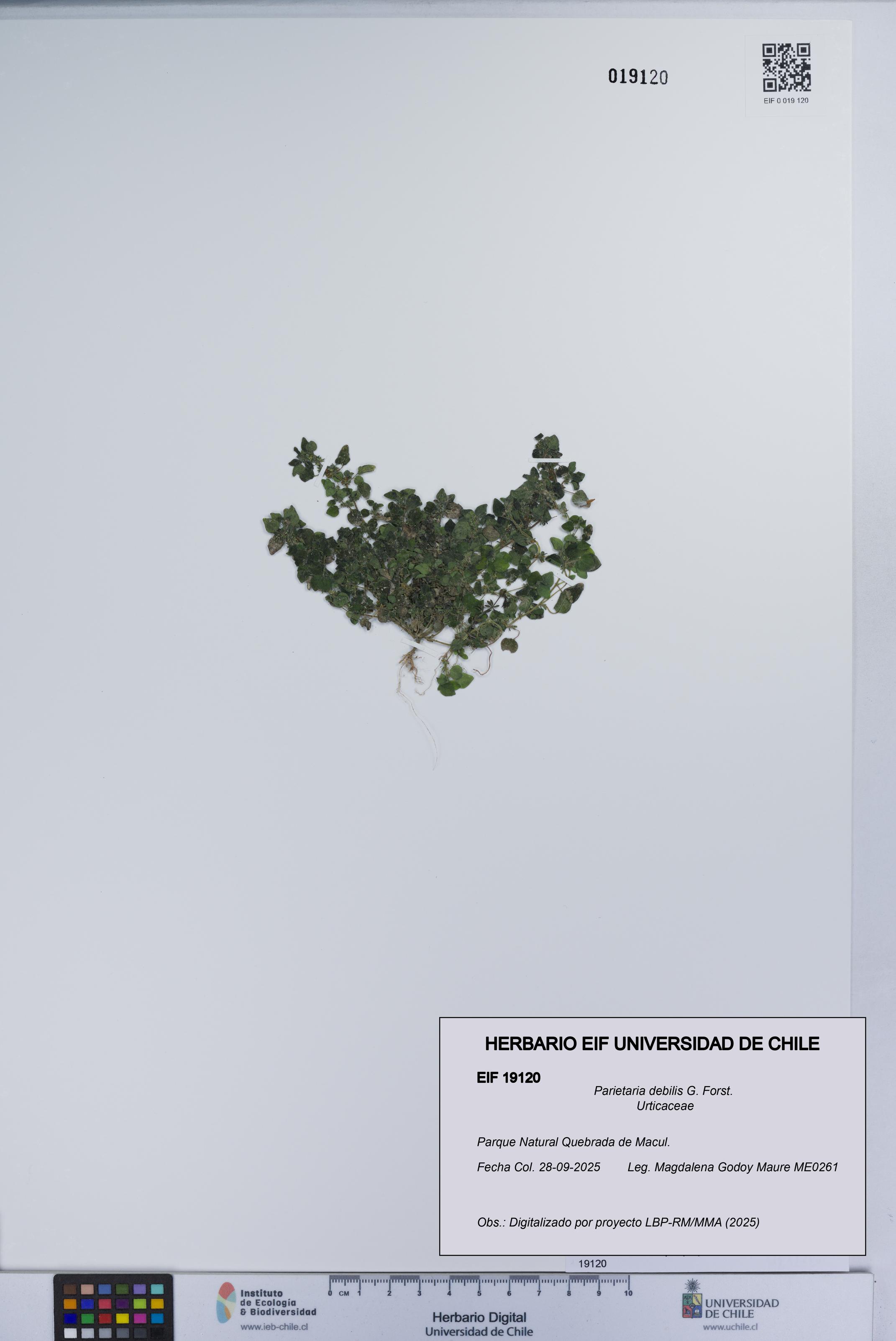 Parietaria debilis [Espécimen: UCH:EIF:0019120]