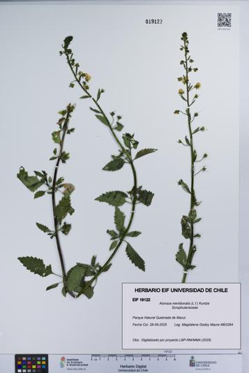 Alonsoa meridionalis [Espécimen: UCH:EIF:0019122]