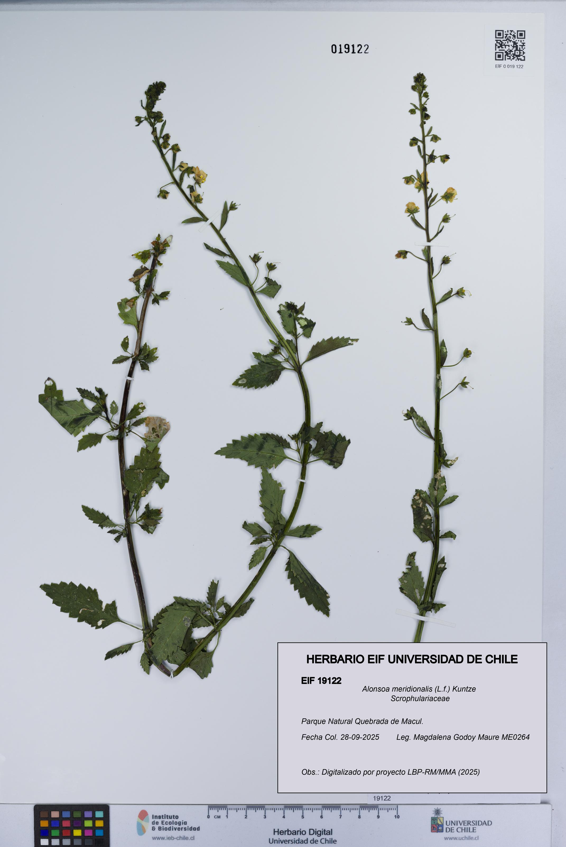 Alonsoa meridionalis [Espécimen: UCH:EIF:0019122]