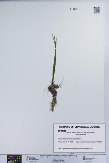 Miersia humilis [Espécimen: UCH:EIF:0019125]