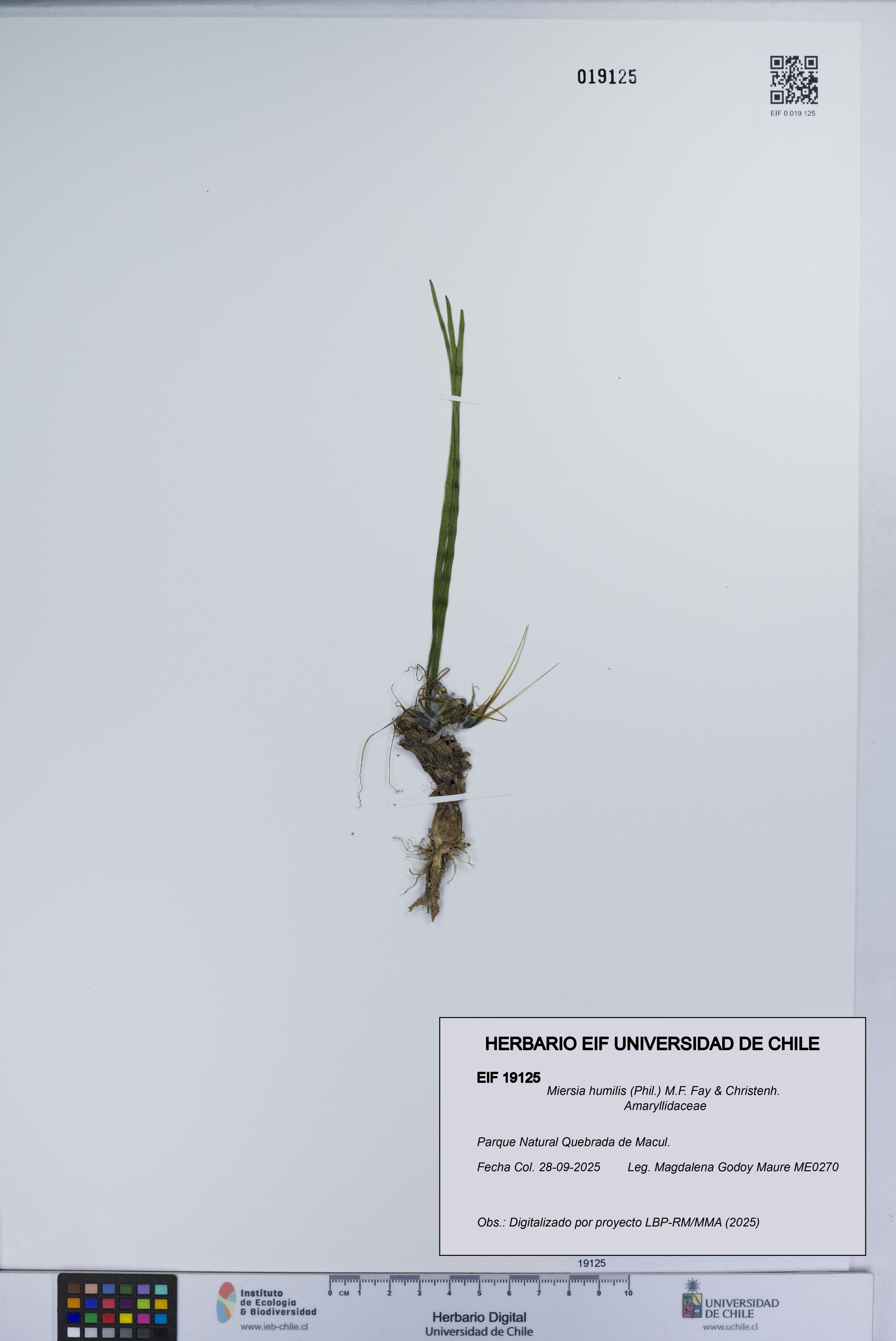 Miersia humilis [Espécimen: UCH:EIF:0019125]