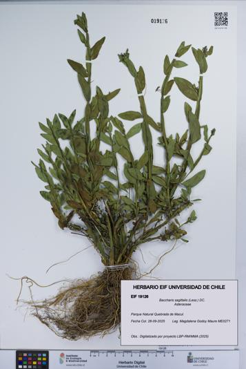 Baccharis sagittalis [Espécimen: UCH:EIF:0019126]