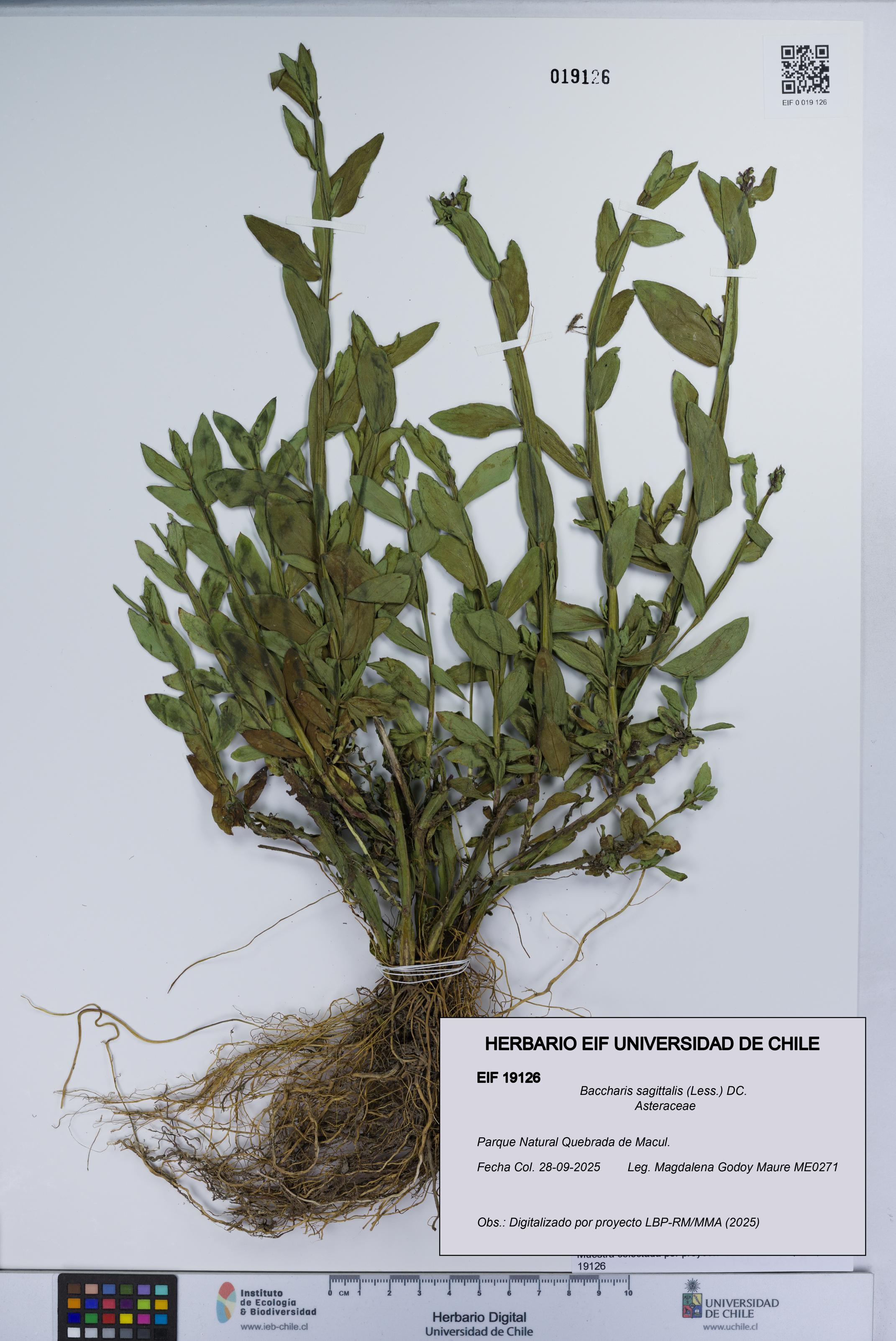 Baccharis sagittalis [Espécimen: UCH:EIF:0019126]