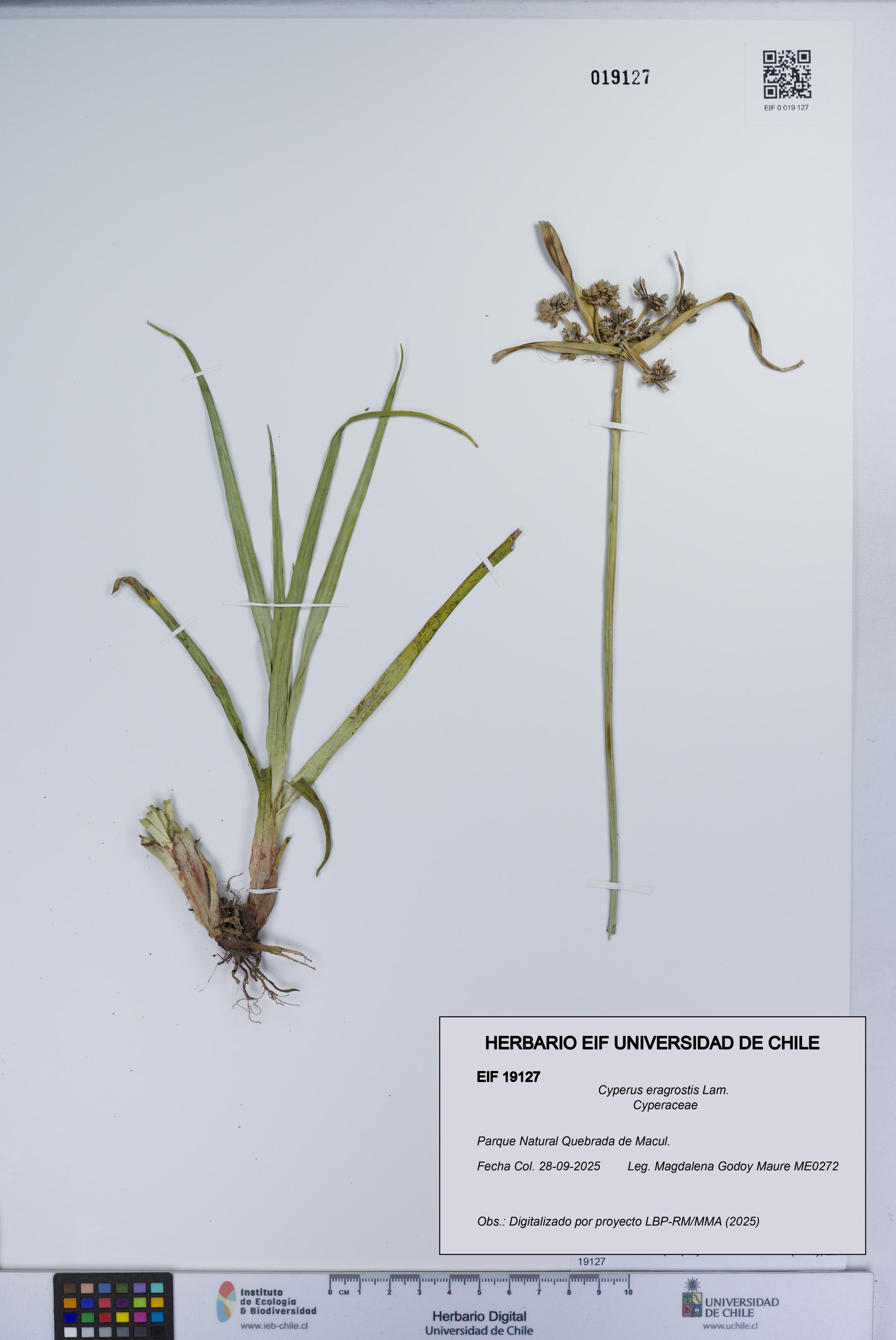 Cyperus eragrostis [Espécimen: UCH:EIF:0019127]