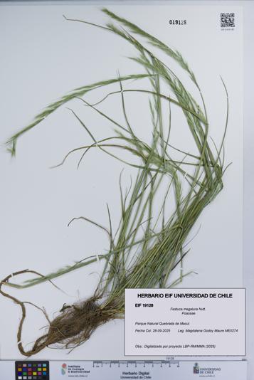 Festuca megalura [Espécimen: UCH:EIF:0019128]