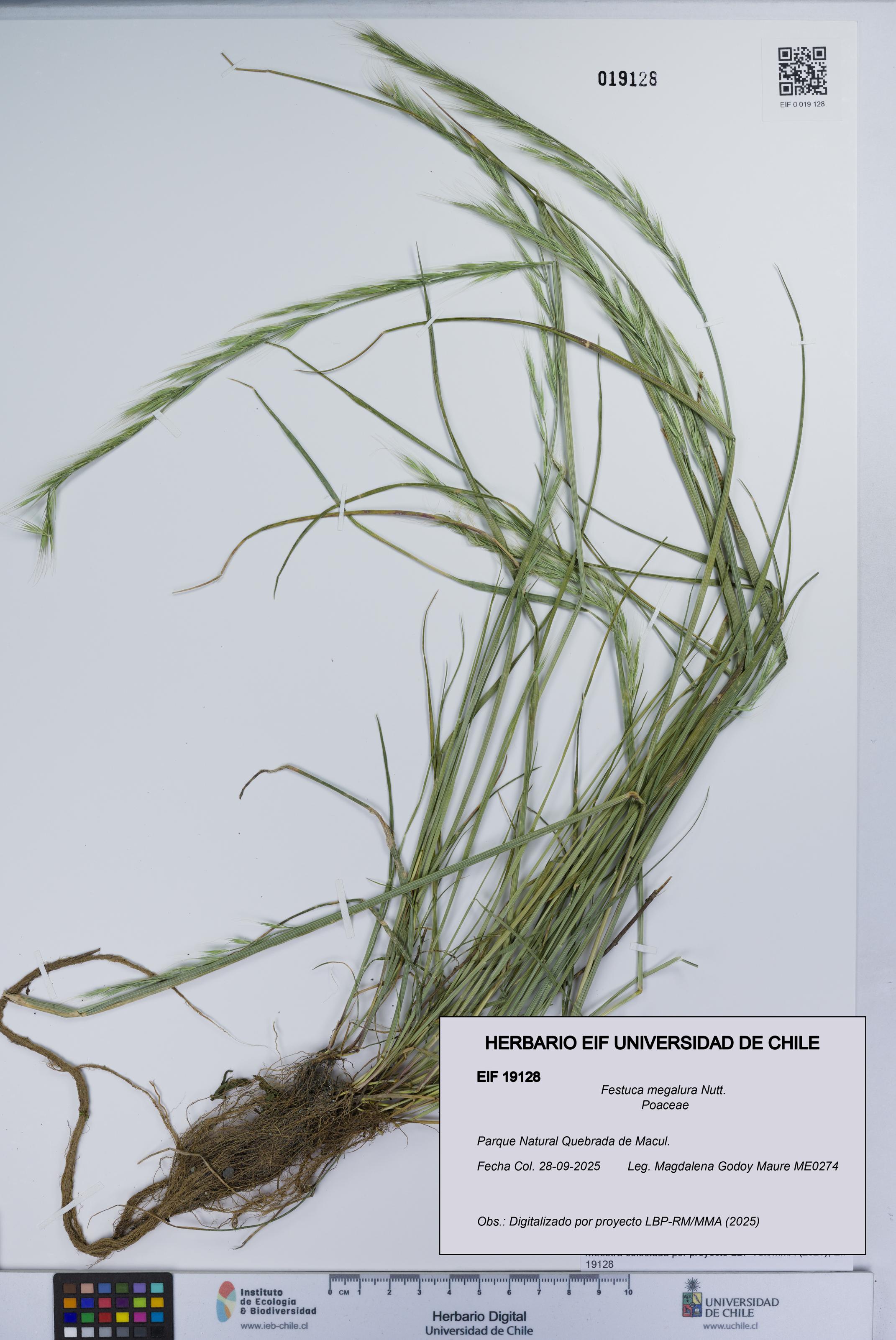 Festuca megalura [Espécimen: UCH:EIF:0019128]