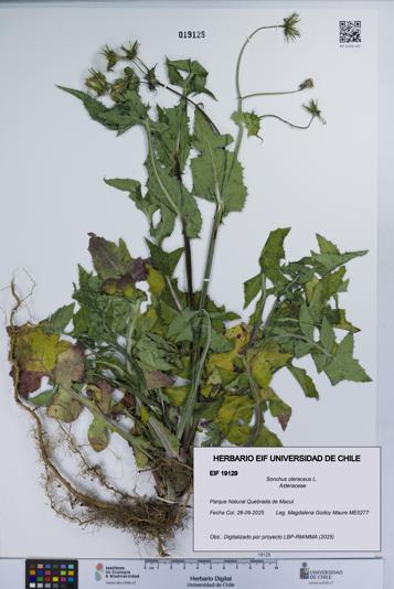 Sonchus oleraceus [Espécimen: UCH:EIF:0019129]