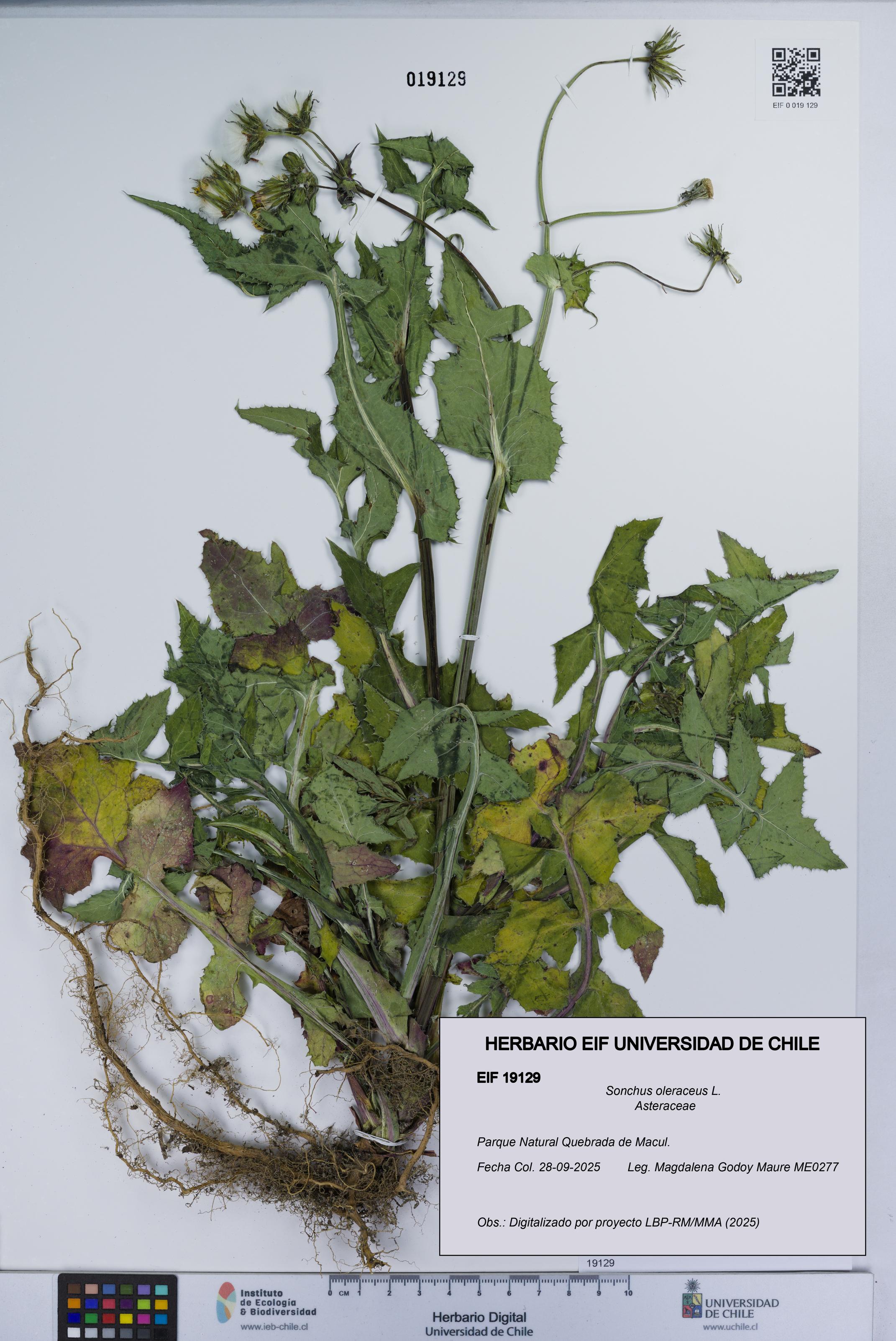 Sonchus oleraceus [Espécimen: UCH:EIF:0019129]
