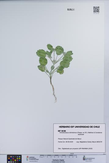 Homalocarpus dichotomus [Espécimen: UCH:EIF:0019130]