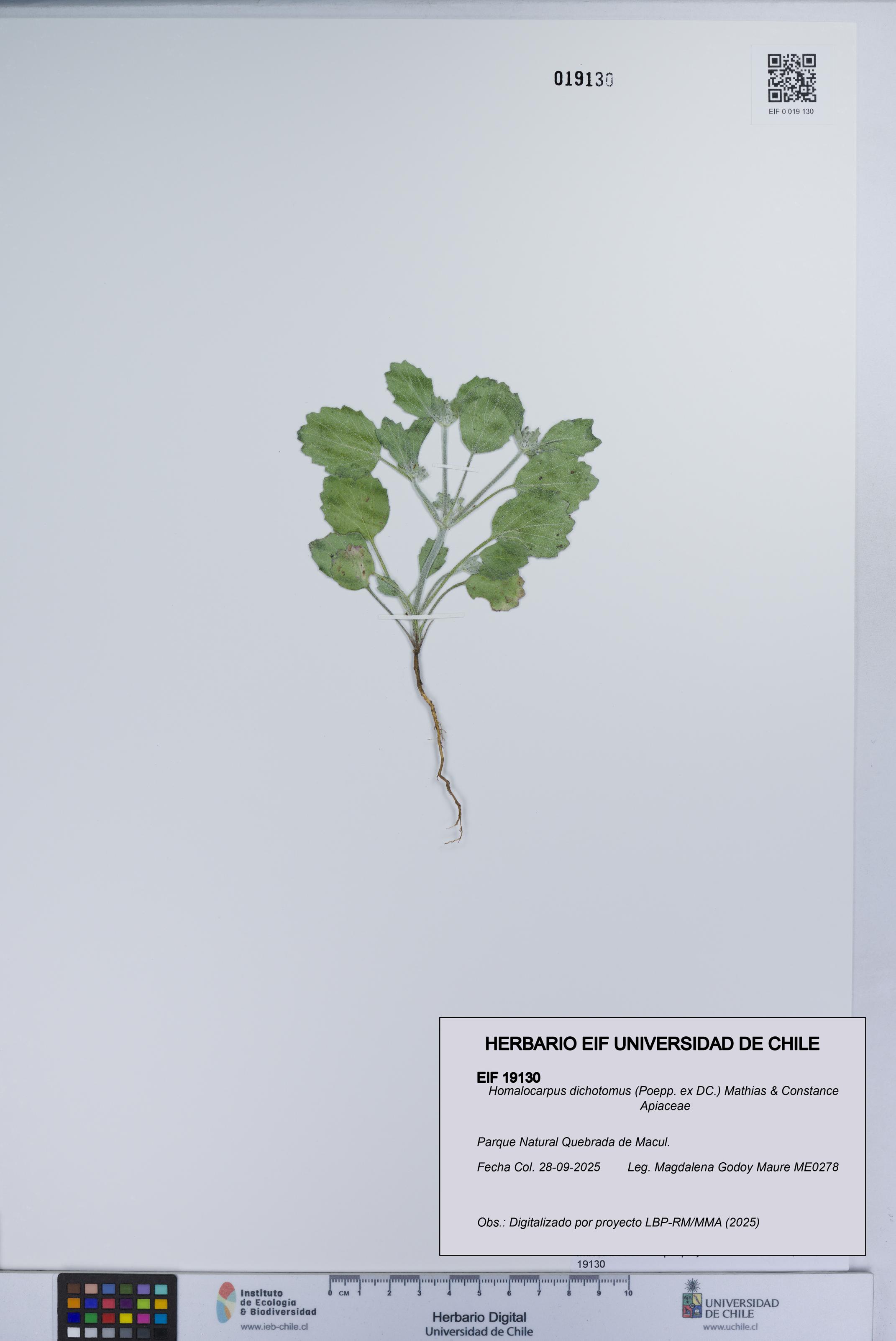 Homalocarpus dichotomus [Espécimen: UCH:EIF:0019130]