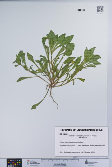 Cistanthe vicina [Espécimen: UCH:EIF:0019131]