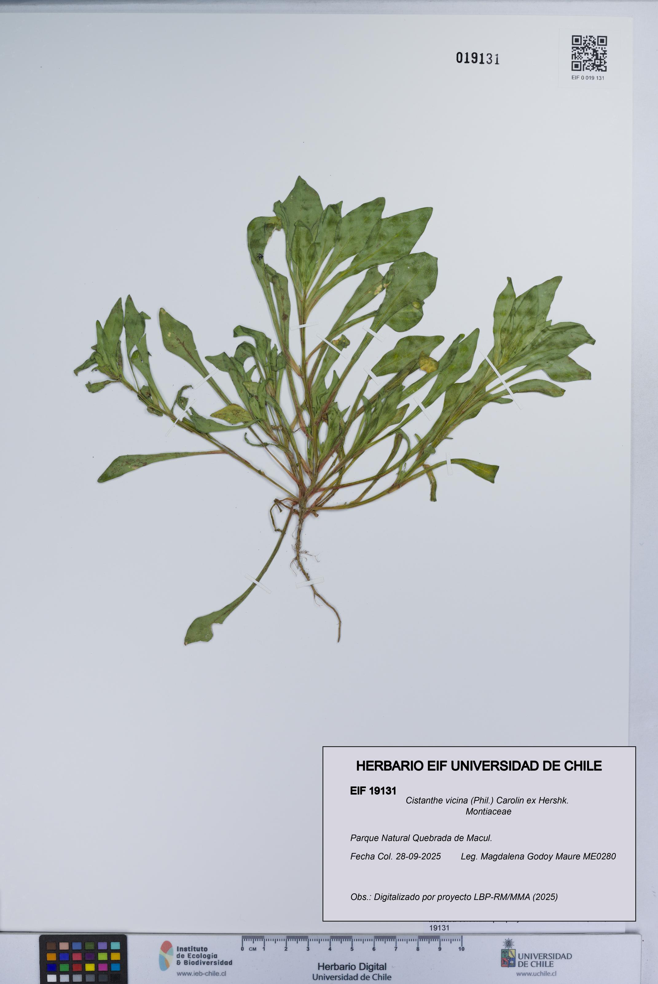 Cistanthe vicina [Espécimen: UCH:EIF:0019131]