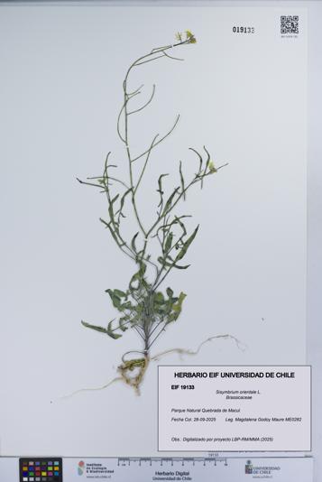 Sisymbrium orientale [Espécimen: UCH:EIF:0019133]