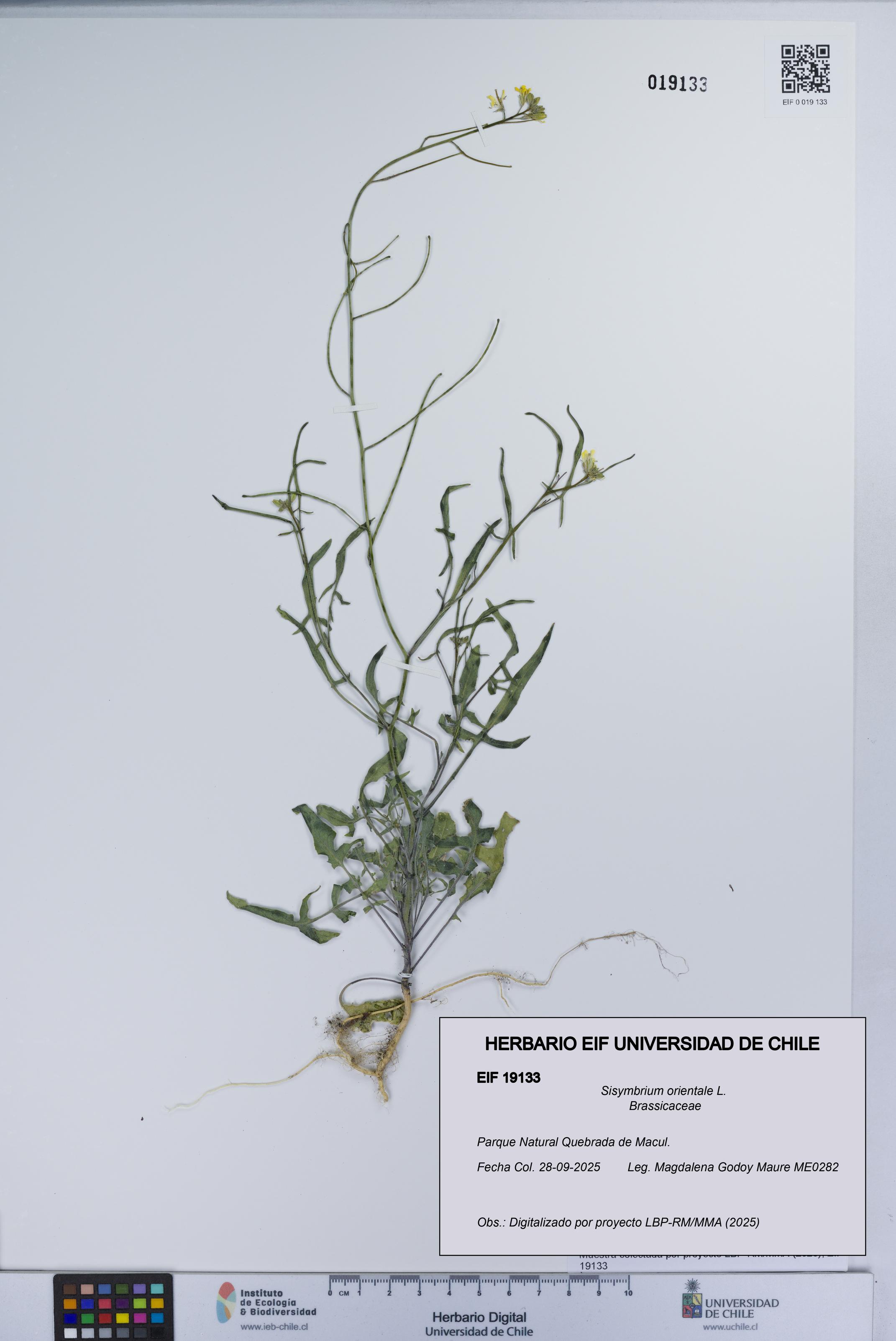 Sisymbrium orientale [Espécimen: UCH:EIF:0019133]