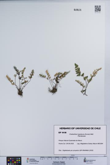 Cheilanthes hypoleuca [Espécimen: UCH:EIF:0019135]