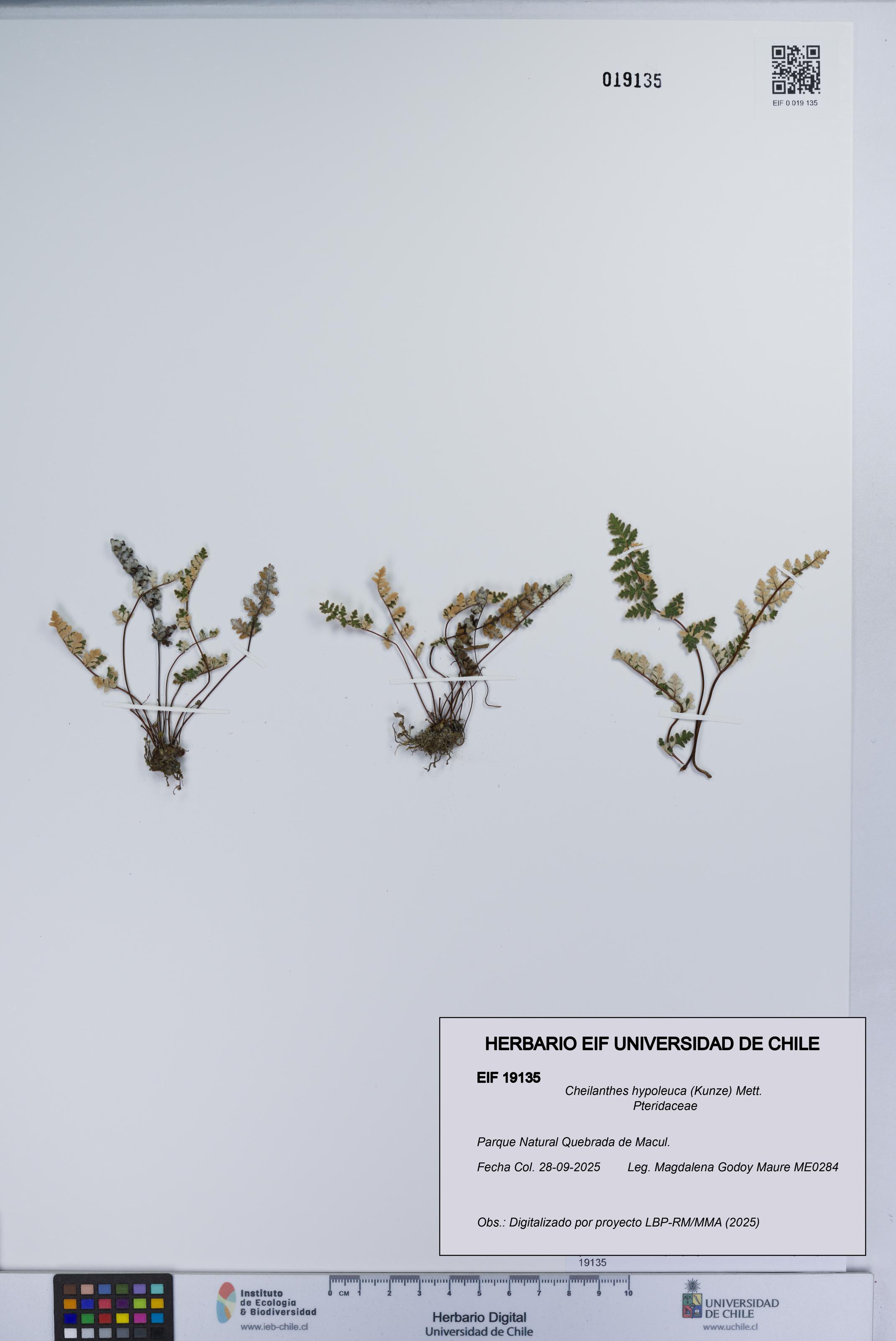 Cheilanthes hypoleuca [Espécimen: UCH:EIF:0019135]