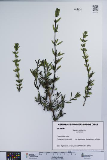 Teucrium bicolor [Espécimen: UCH:EIF:0019136]