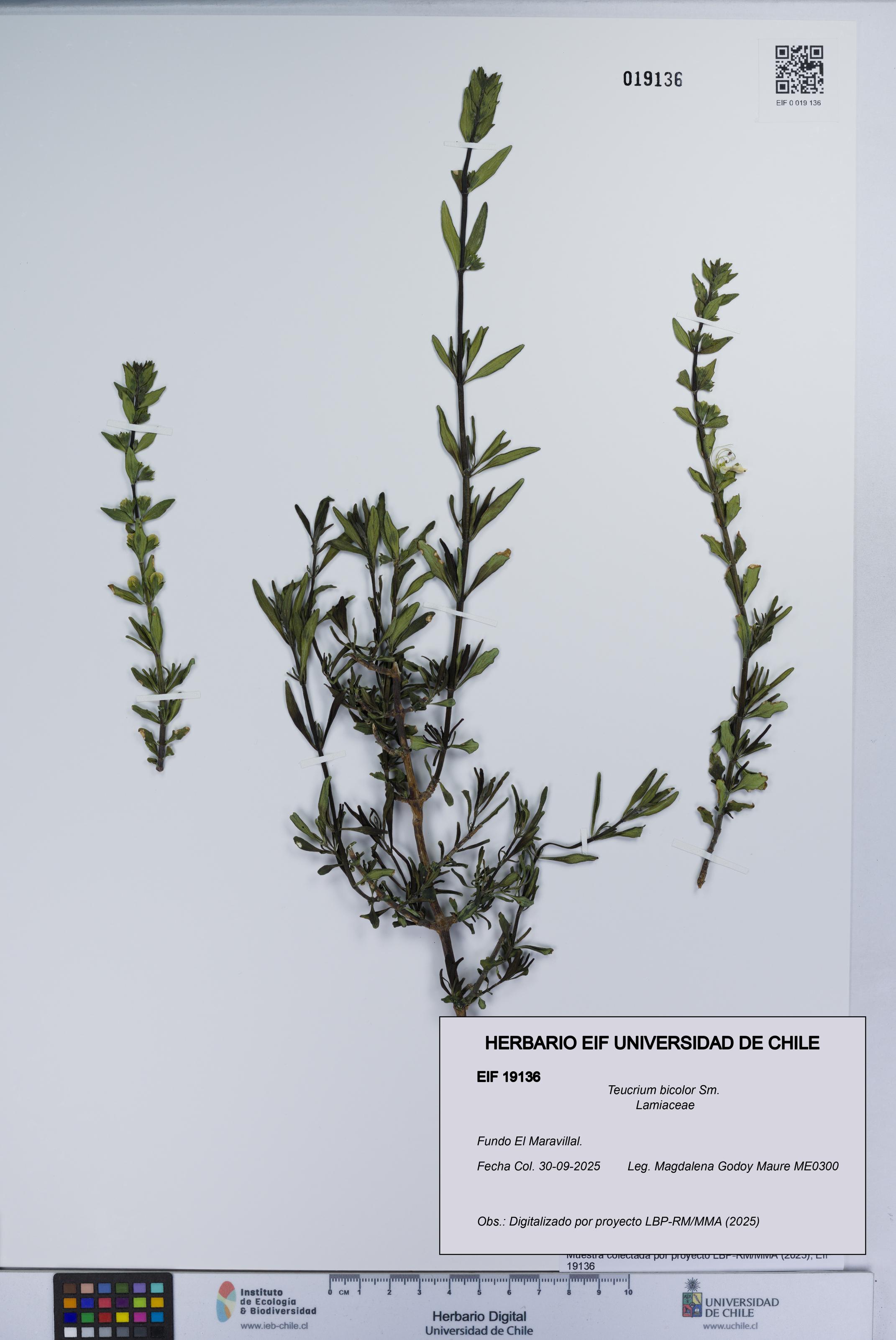 Teucrium bicolor [Espécimen: UCH:EIF:0019136]