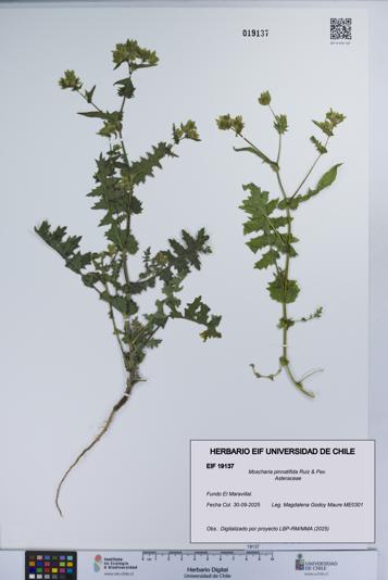 Moscharia pinnatifida [Espécimen: UCH:EIF:0019137]