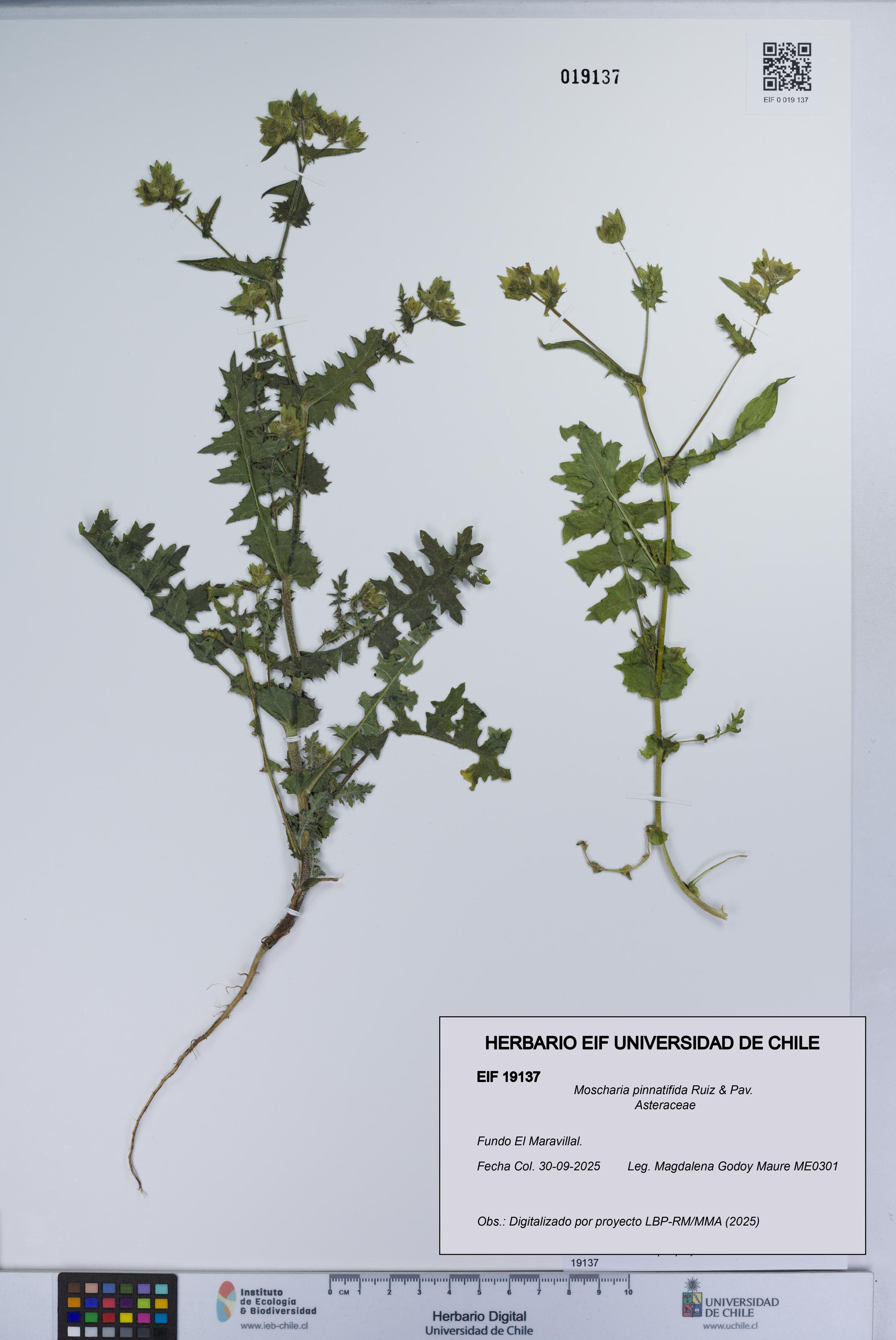 Moscharia pinnatifida [Espécimen: UCH:EIF:0019137]