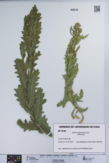 Senecio adenotrichius [Espécimen: UCH:EIF:0019138]