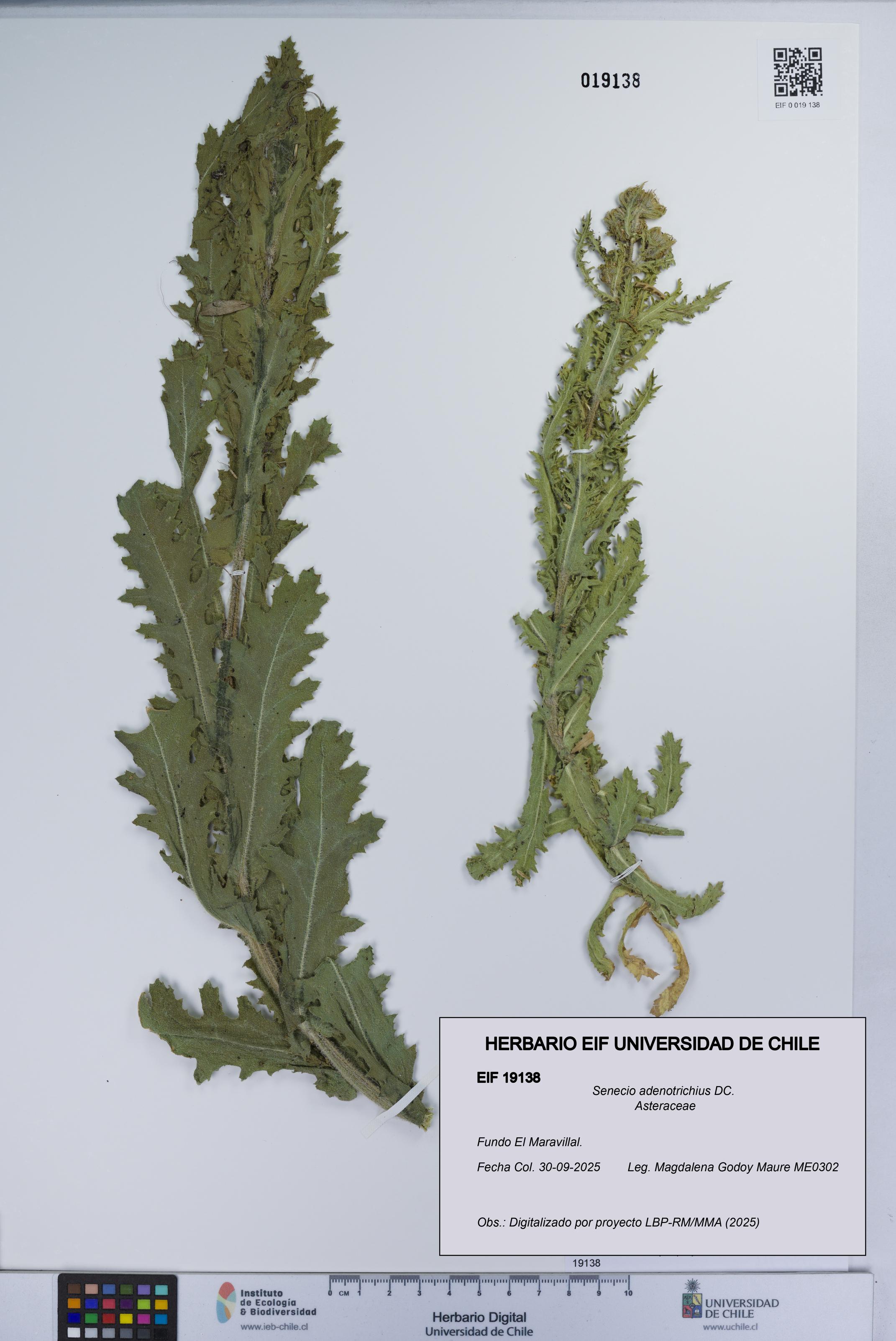 Senecio adenotrichius [Espécimen: UCH:EIF:0019138]