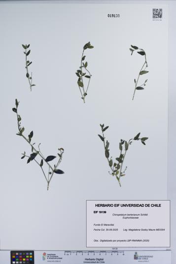 Chiropetalum berterianum [Espécimen: UCH:EIF:0019139]