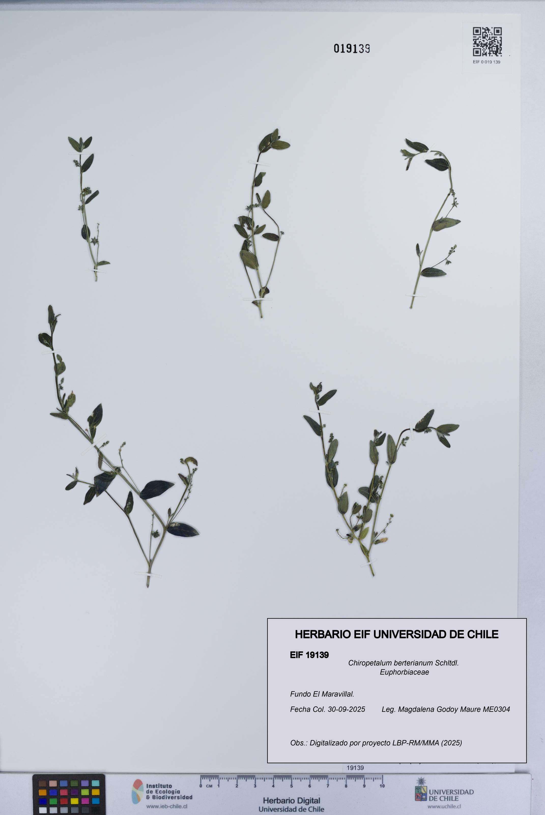 Chiropetalum berterianum [Espécimen: UCH:EIF:0019139]