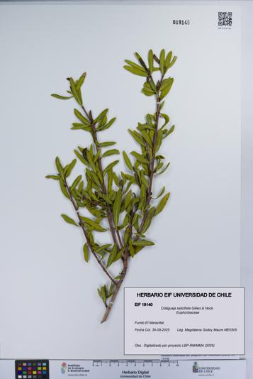 Colliguaja salicifolia [Espécimen: UCH:EIF:0019140]