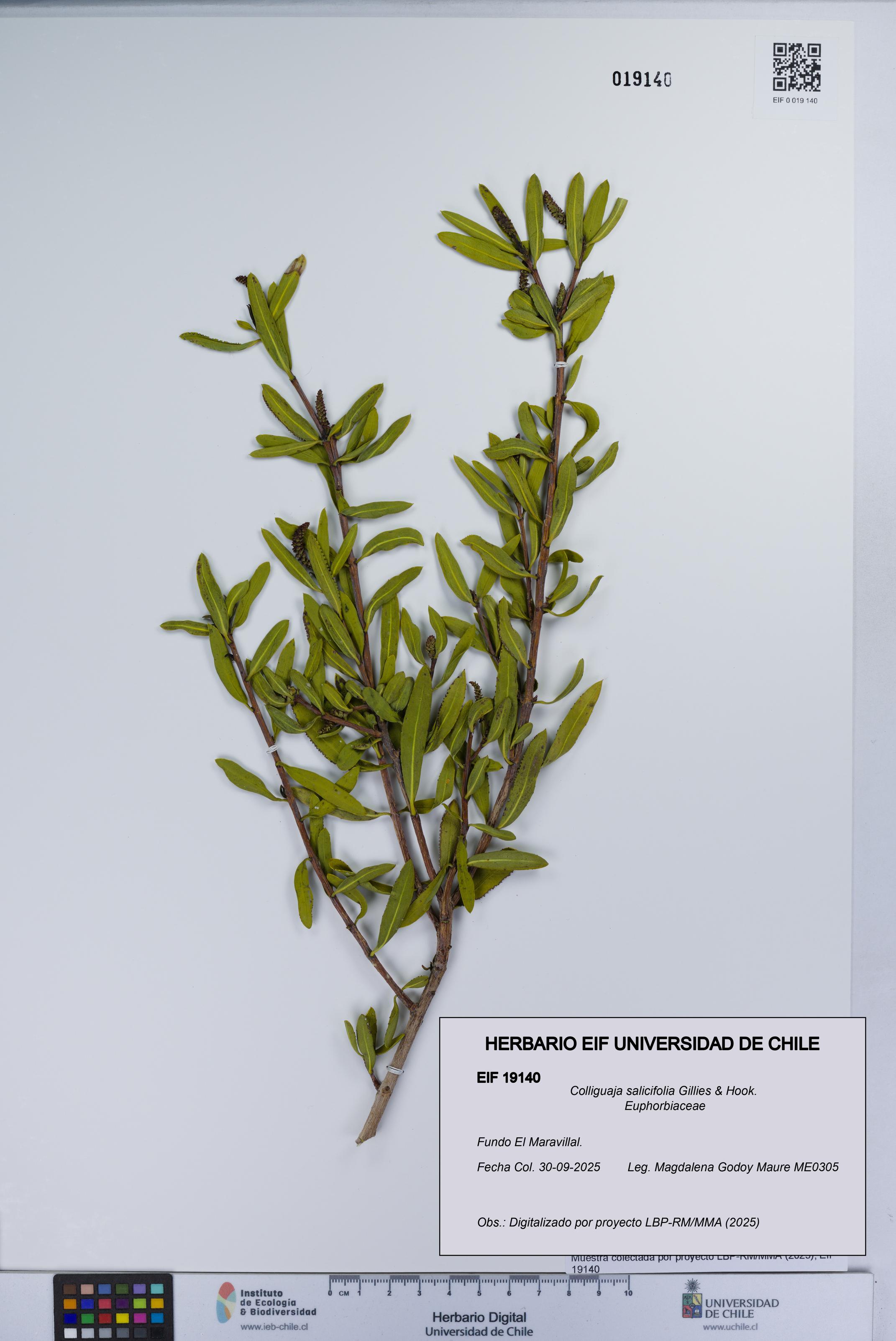 Colliguaja salicifolia [Espécimen: UCH:EIF:0019140]