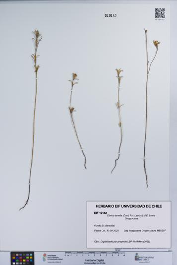 Clarkia tenella [Espécimen: UCH:EIF:0019142]