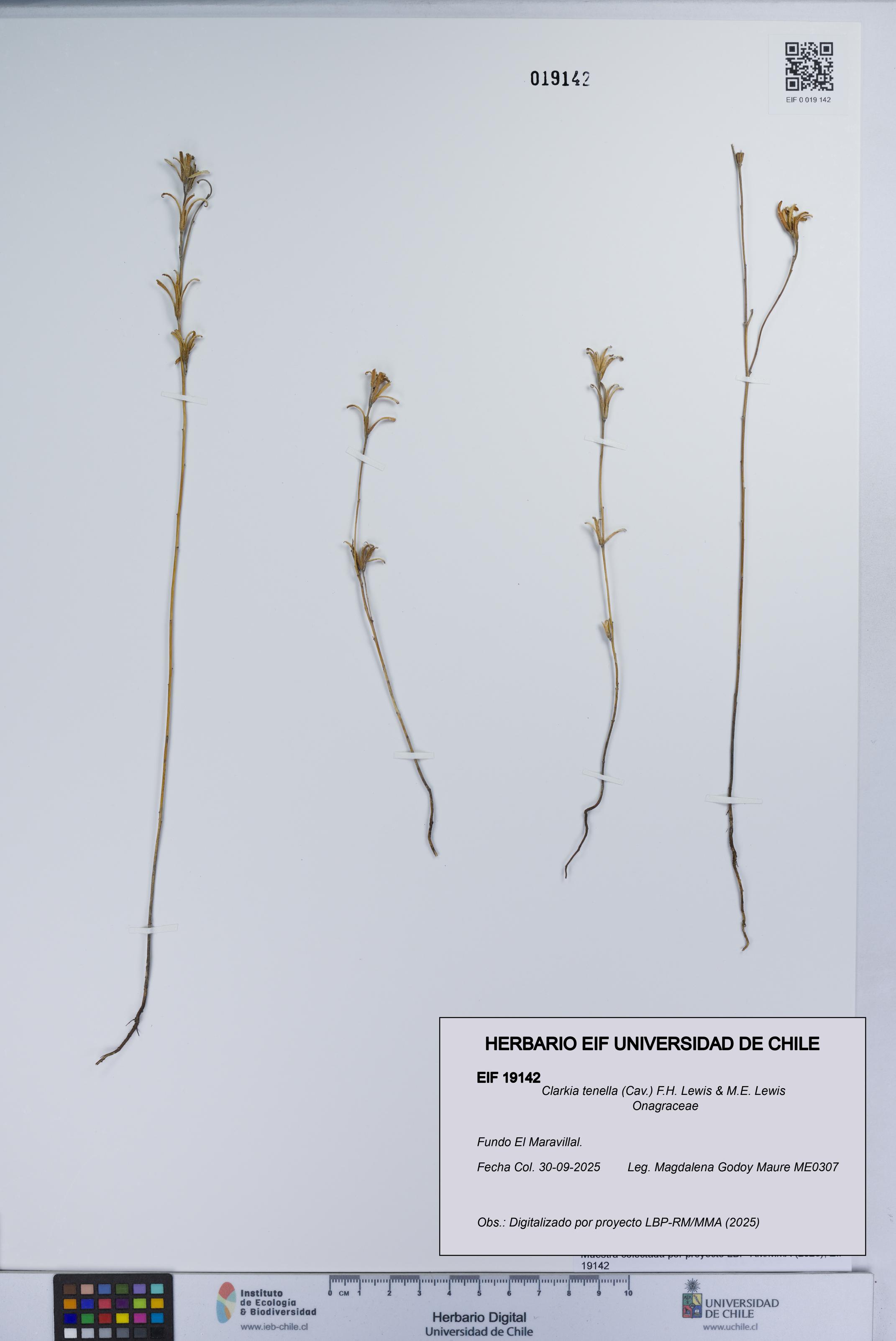 Clarkia tenella [Espécimen: UCH:EIF:0019142]