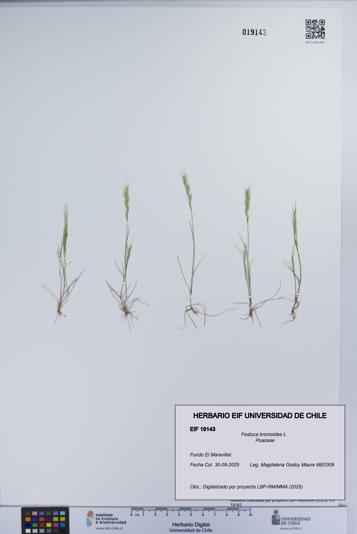 Festuca bromoides [Espécimen: UCH:EIF:0019143]