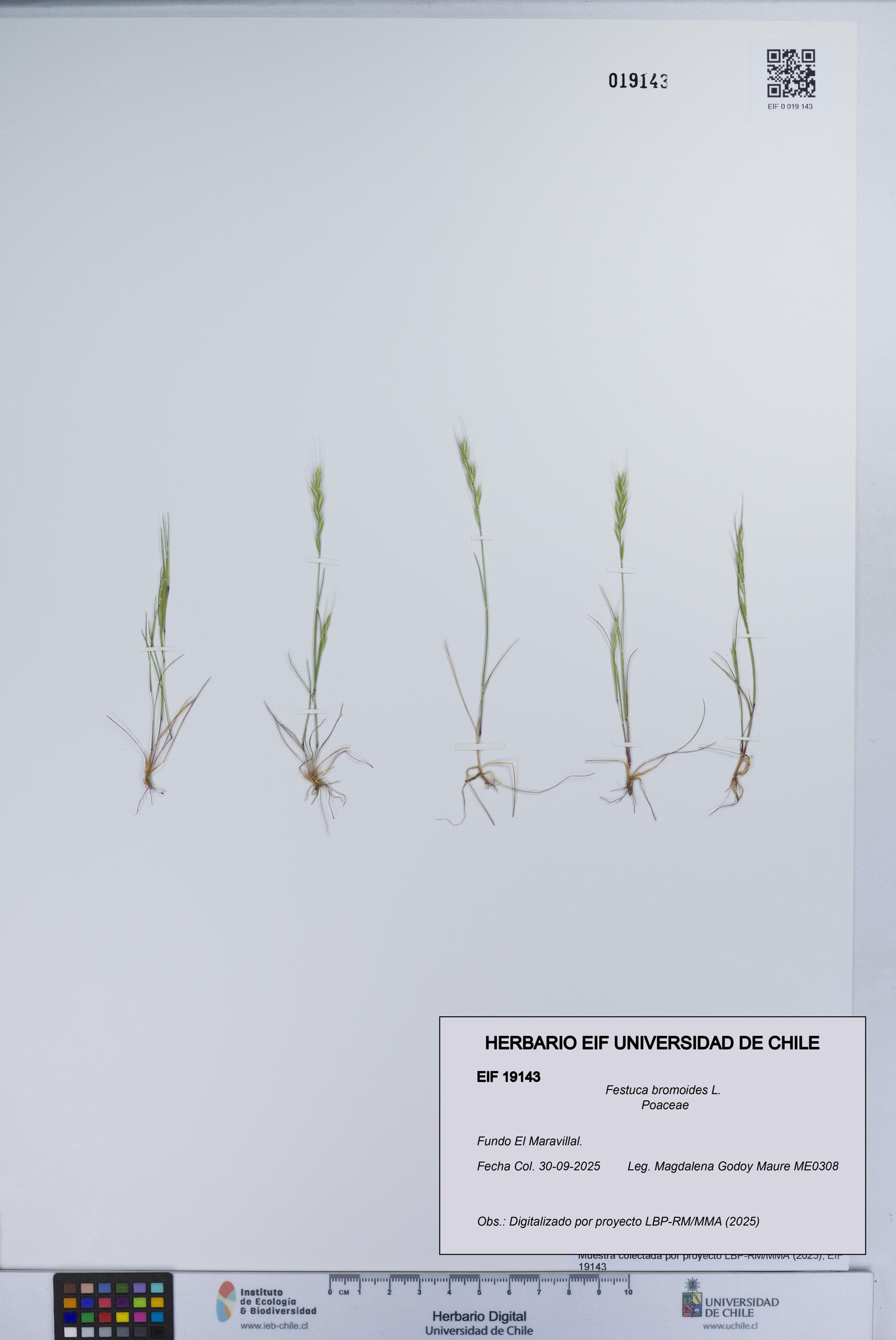 Festuca bromoides [Espécimen: UCH:EIF:0019143]