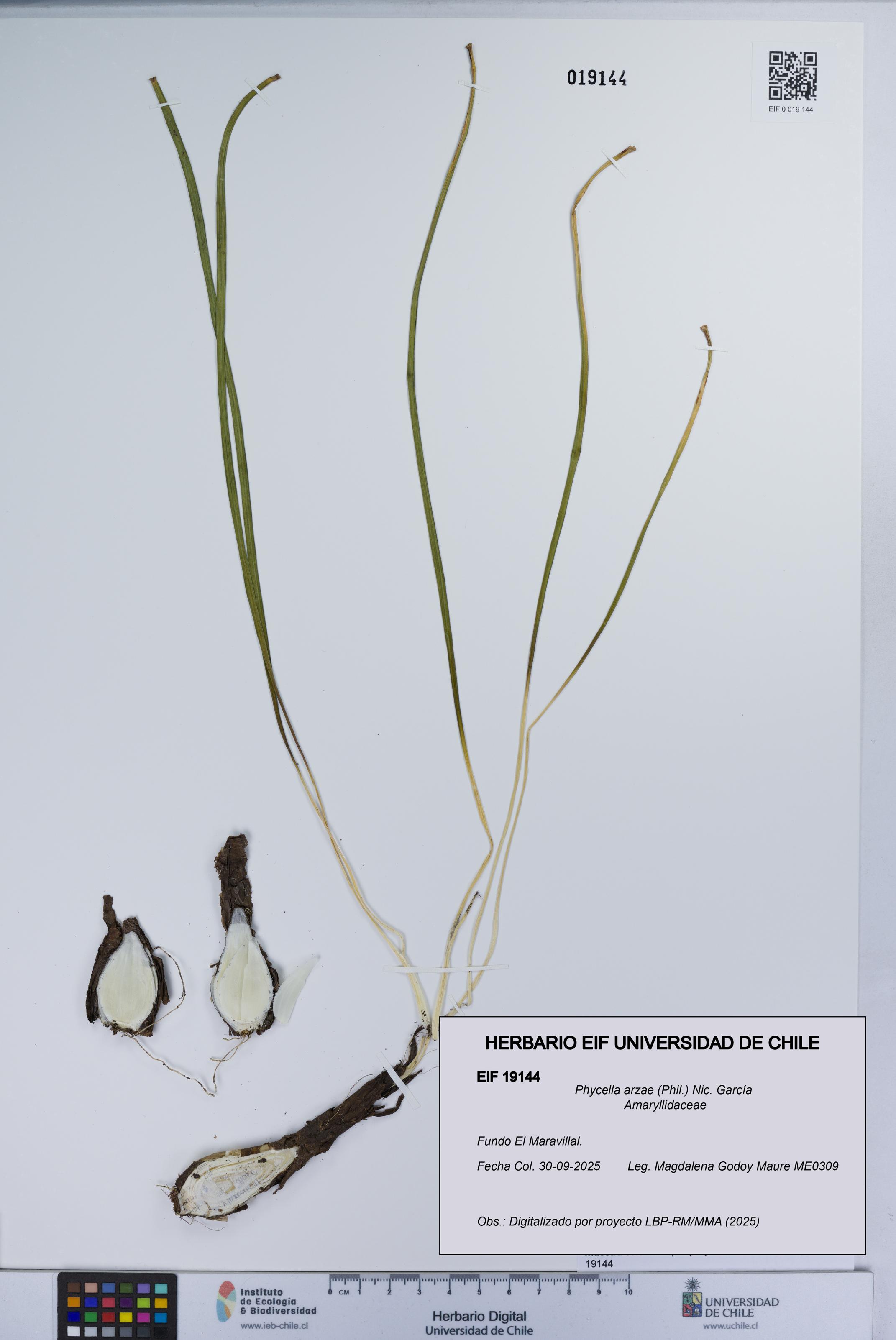 Phycella arzae [Espécimen: UCH:EIF:0019144]