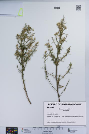 Baccharis paniculata [Espécimen: UCH:EIF:0019145]