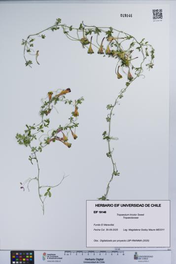 Tropaeolum tricolor [Espécimen: UCH:EIF:0019146]