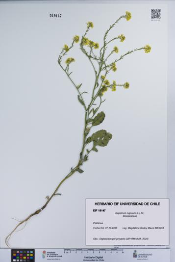 Rapistrum rugosum [Espécimen: UCH:EIF:0019147]