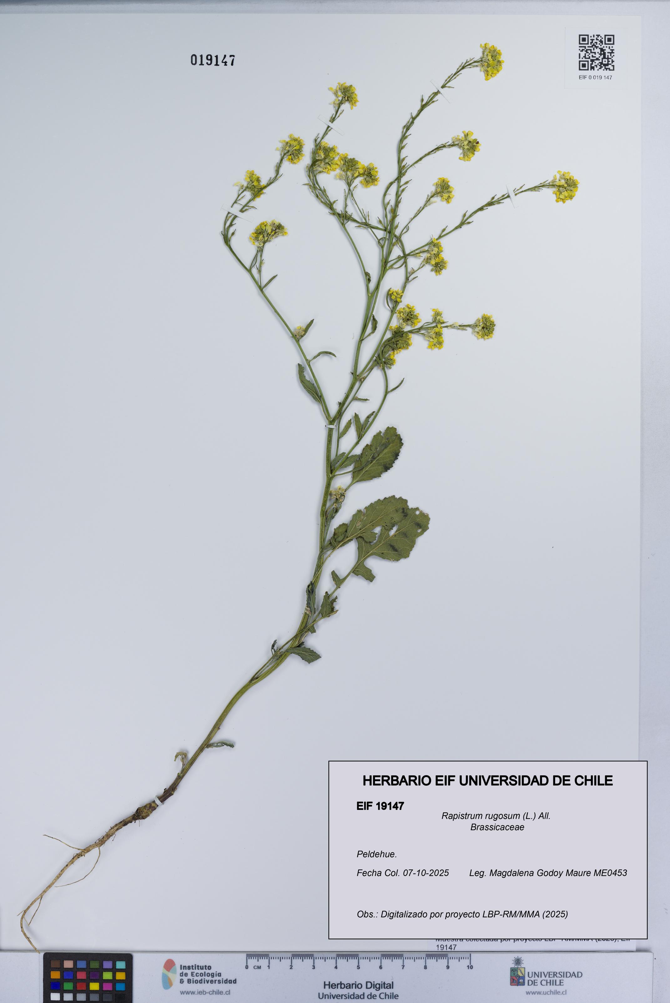 Rapistrum rugosum [Espécimen: UCH:EIF:0019147]