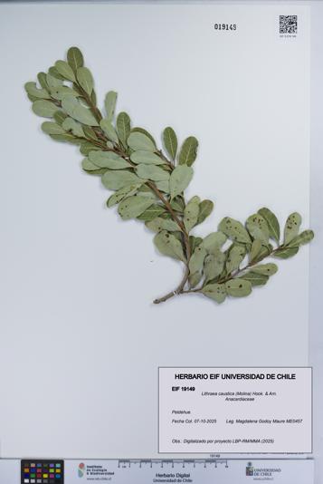 Lithraea caustica [Espécimen: UCH:EIF:0019149]