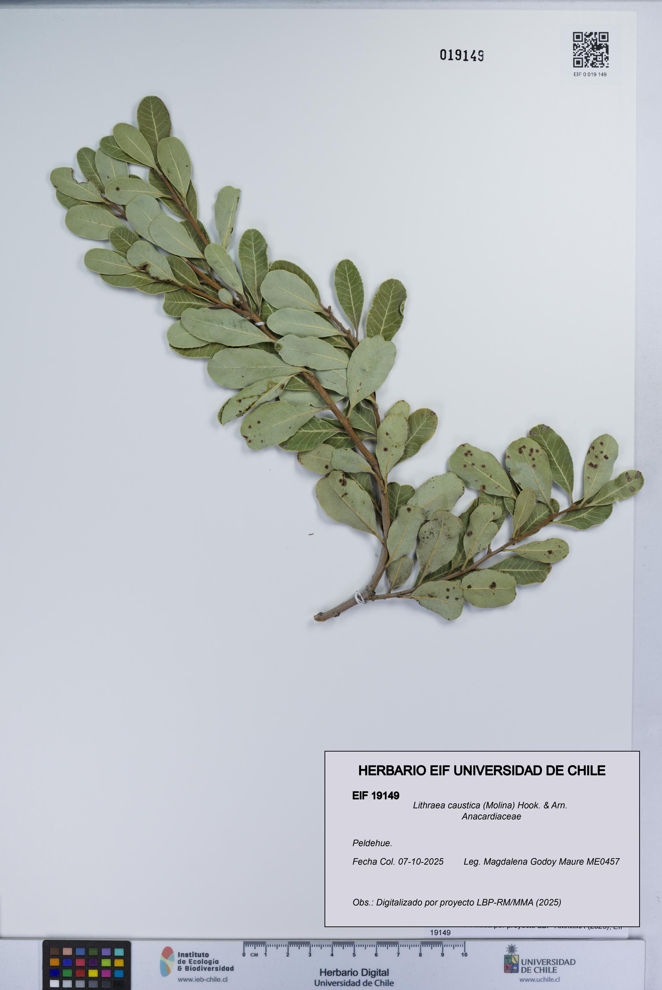 Lithraea caustica [Espécimen: UCH:EIF:0019149]