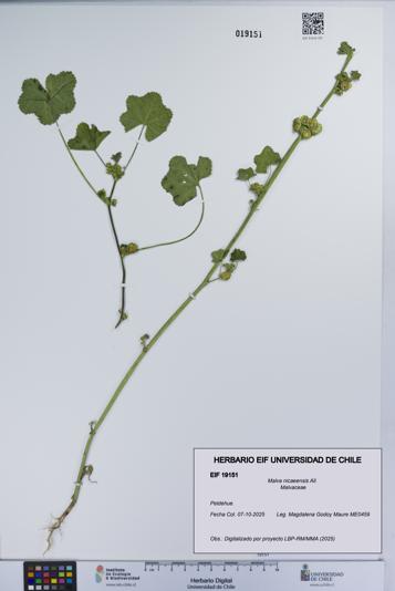 Malva nicaeensis [Espécimen: UCH:EIF:0019151]