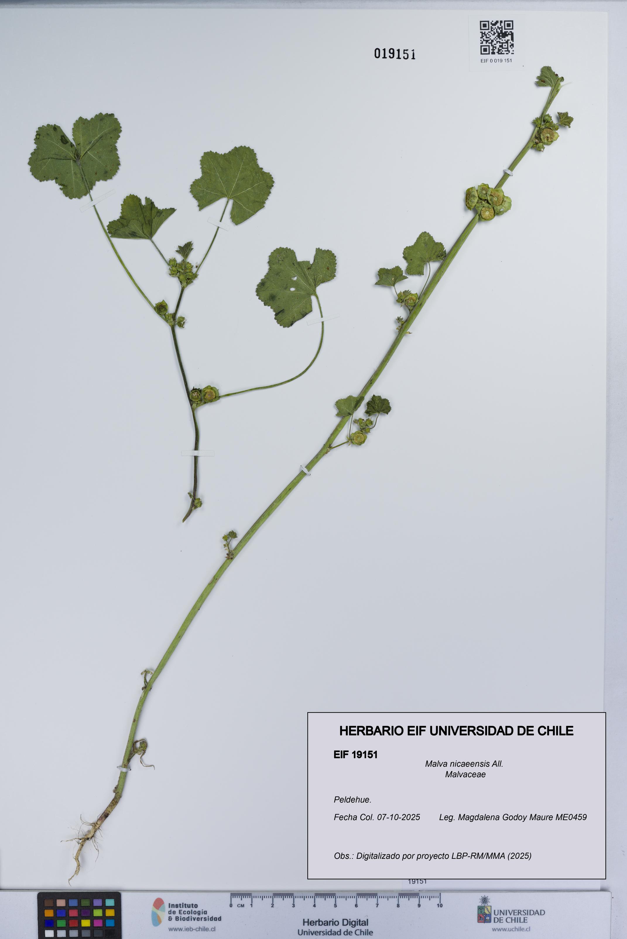 Malva nicaeensis [Espécimen: UCH:EIF:0019151]