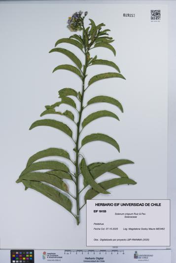 Solanum crispum [Espécimen: UCH:EIF:0019153]