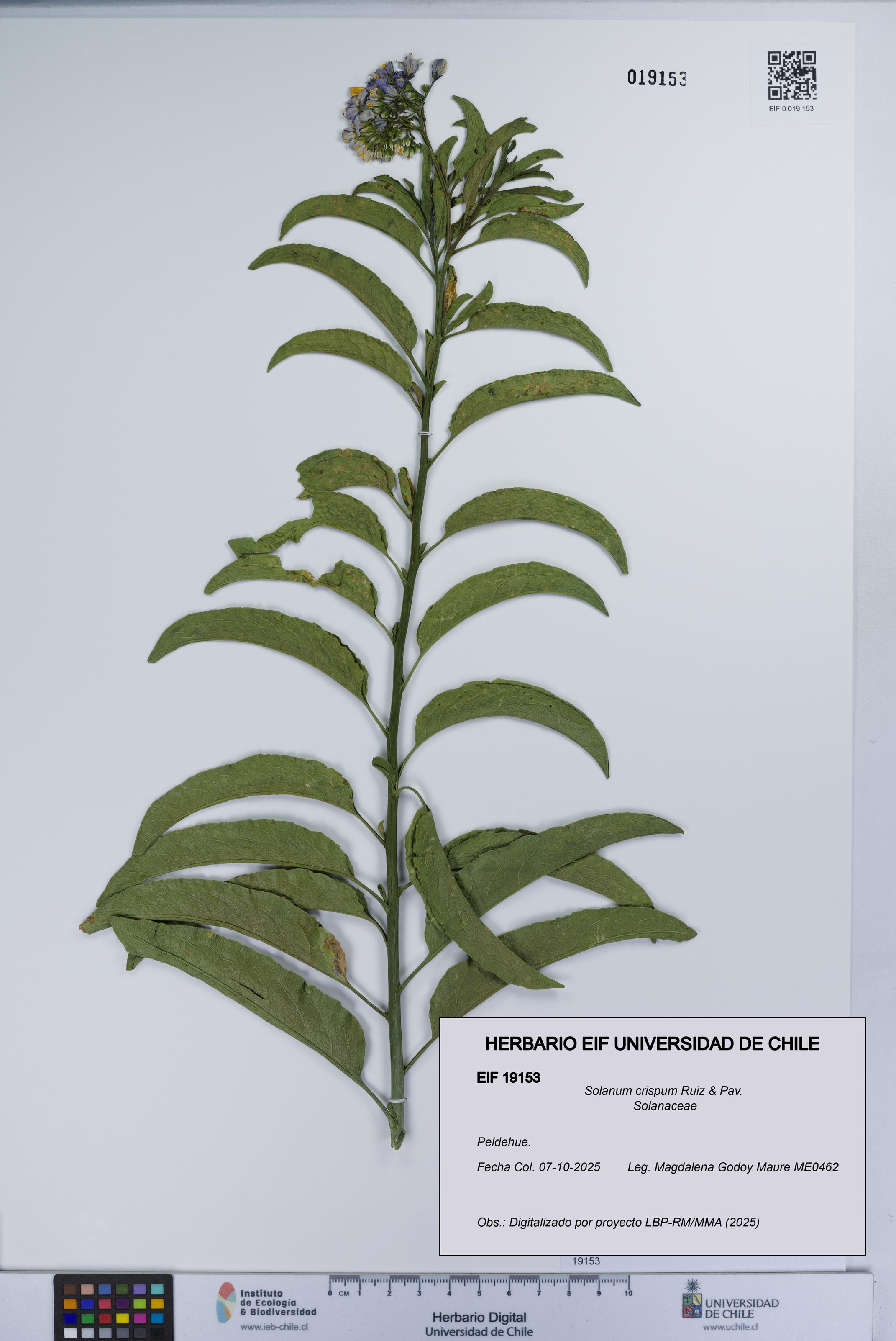 Solanum crispum [Espécimen: UCH:EIF:0019153]