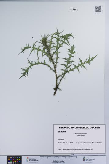 Carthamus lanatus [Espécimen: UCH:EIF:0019154]