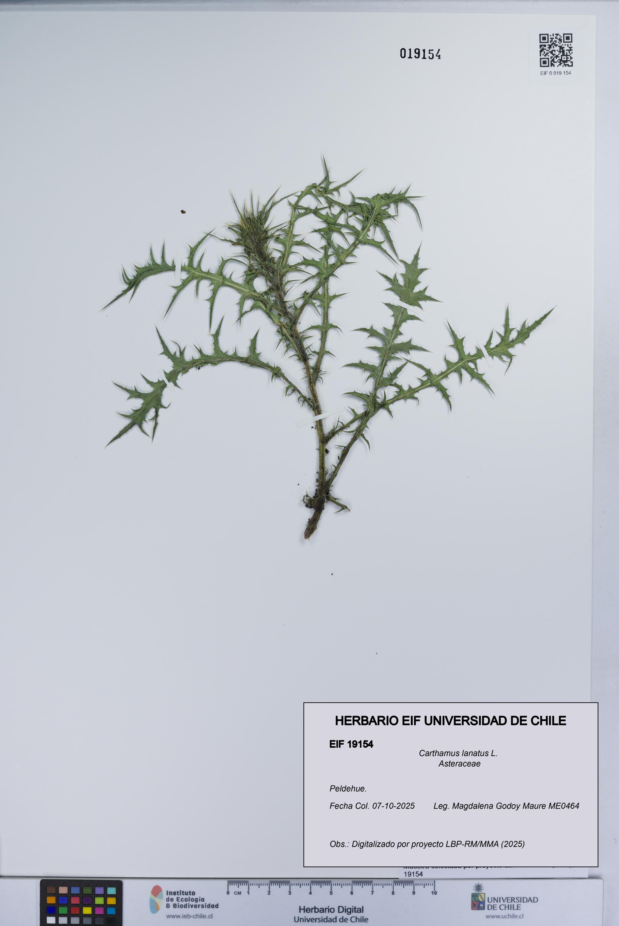Carthamus lanatus [Espécimen: UCH:EIF:0019154]